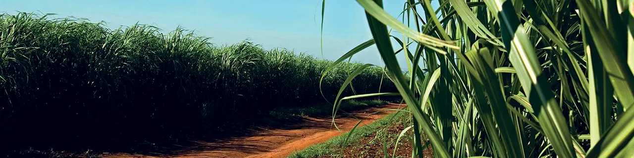 GoldenGranulatedBanner